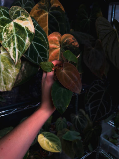 Anthurium (kunayalense papillilaminum x BVEP) x Besseae - OurPlantStory