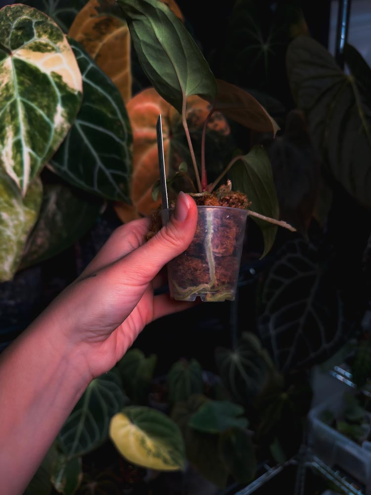 Anthurium (kunayalense papillilaminum x BVEP) x Besseae - OurPlantStory