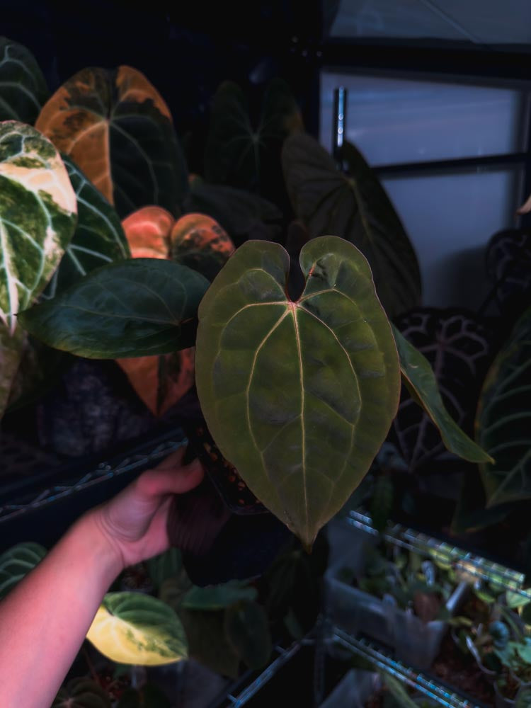 Anthurium Black Venom x RVDP