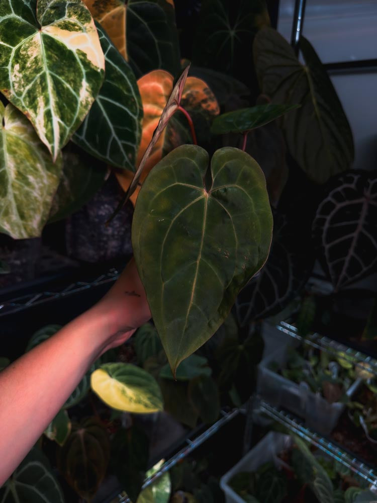 Anthurium Black Venom x RVDP