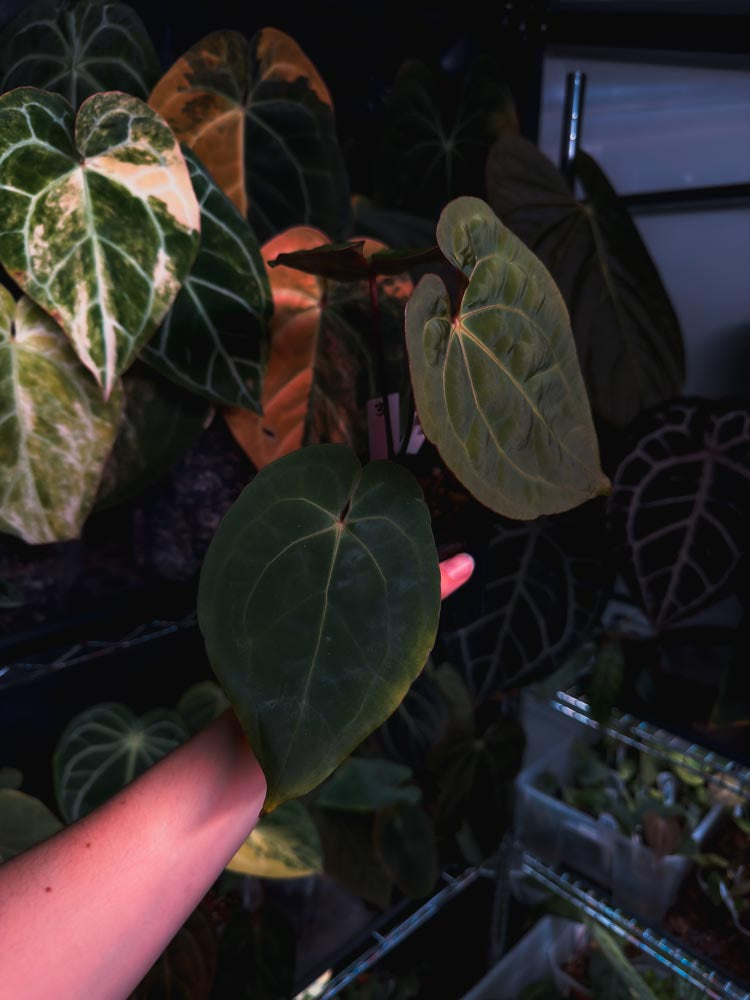Anthurium Black Venom x RVDP