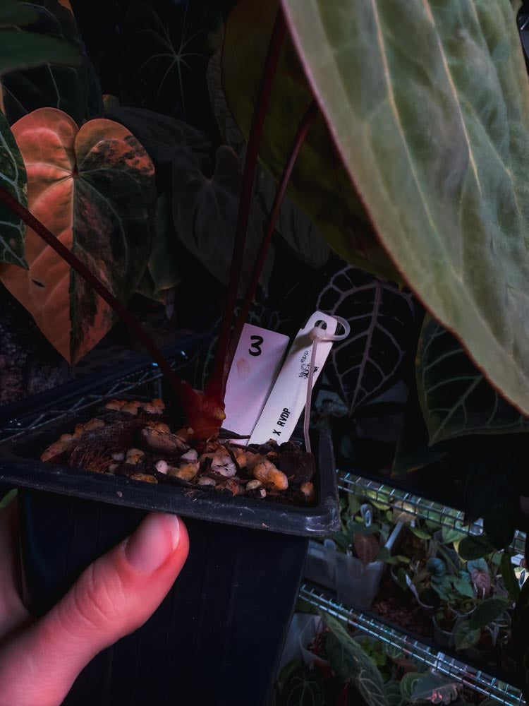 Anthurium Black Venom x RVDP