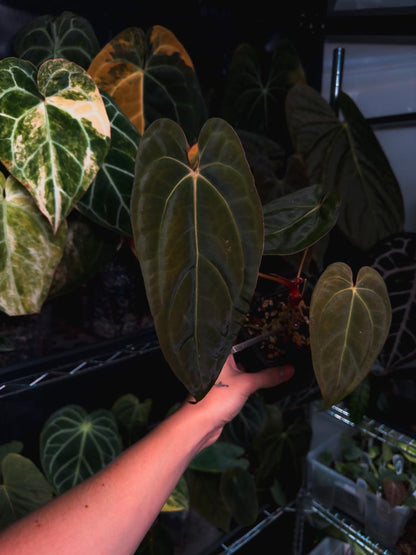 Anthurium Black Venom x RVDP