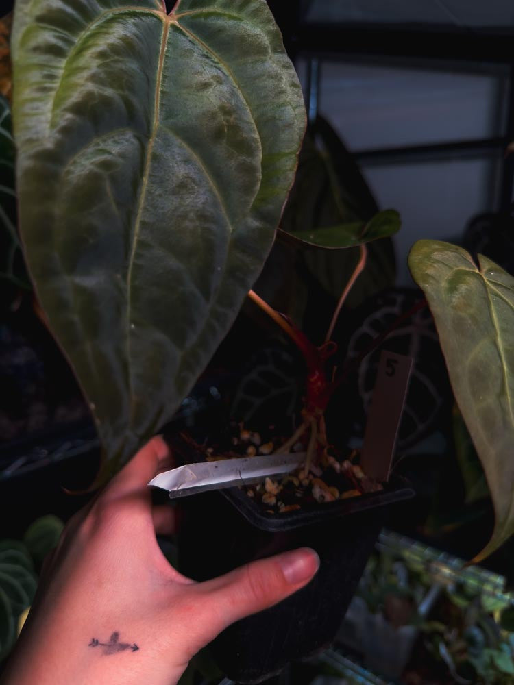 Anthurium Black Venom x RVDP