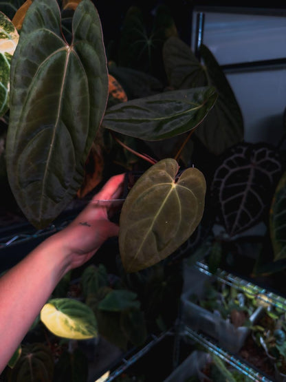 Anthurium Black Venom x RVDP