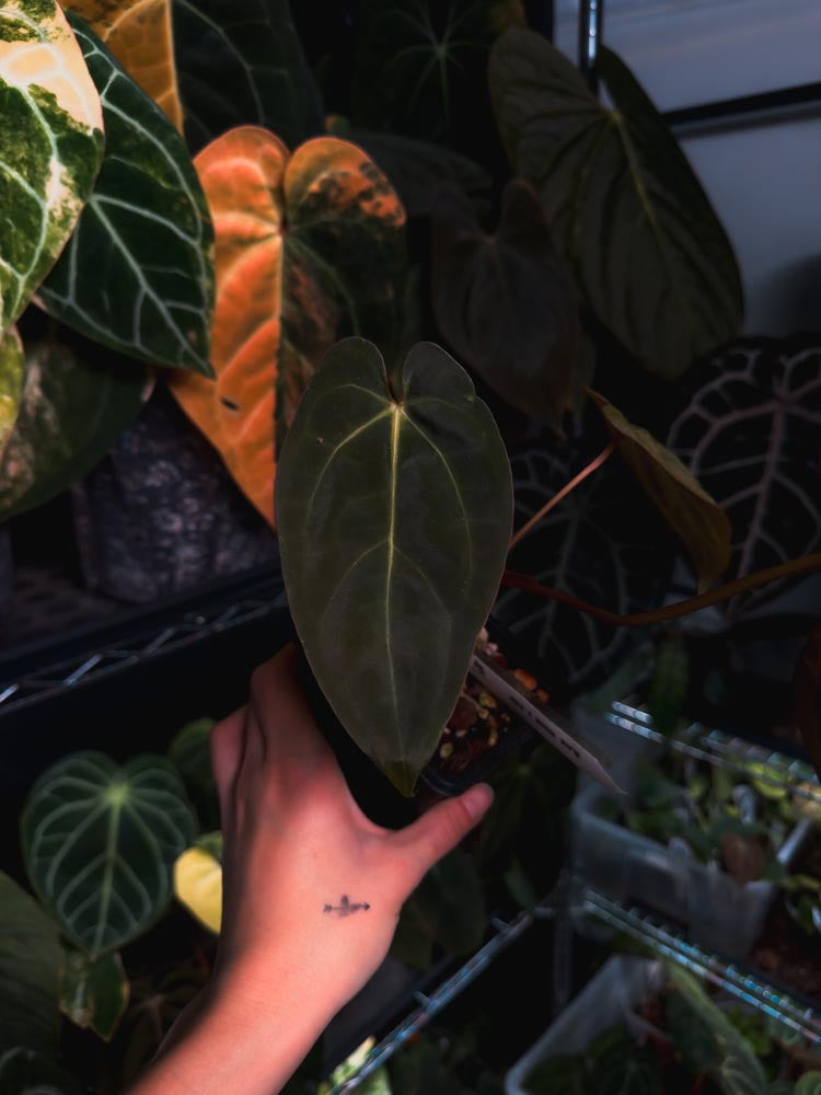 Anthurium Black Venom x RVDP