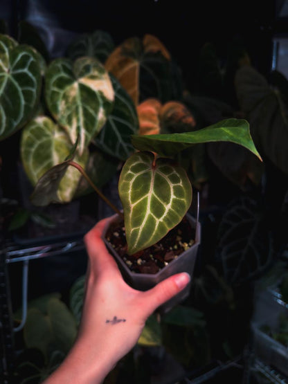 Anthurium Crystallinum 'Chocolate'