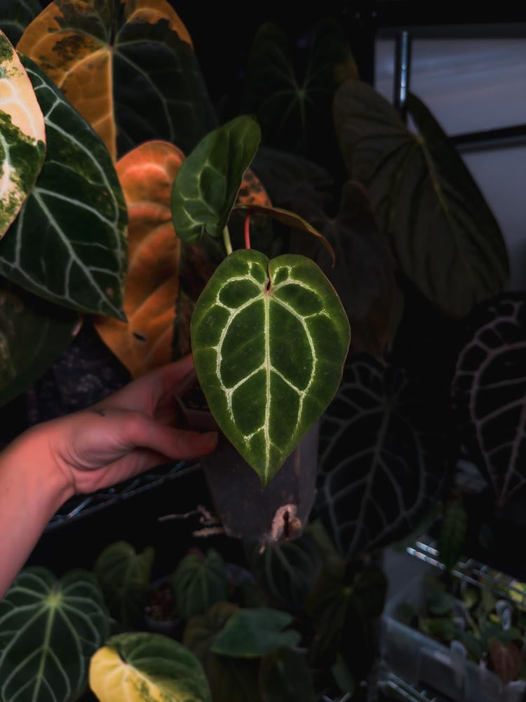 Anthurium Crystallinum 'Chocolate'