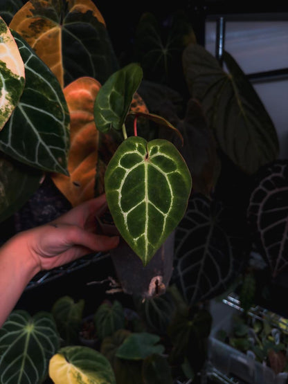 Anthurium Crystallinum 'Chocolate'