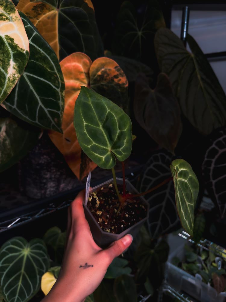 Anthurium Crystallinum 'Chocolate'