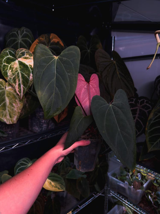 Seedling Anthurium Rhéa