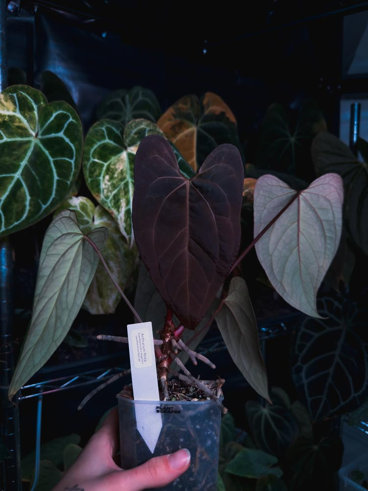 Seedling Anthurium Rhéa