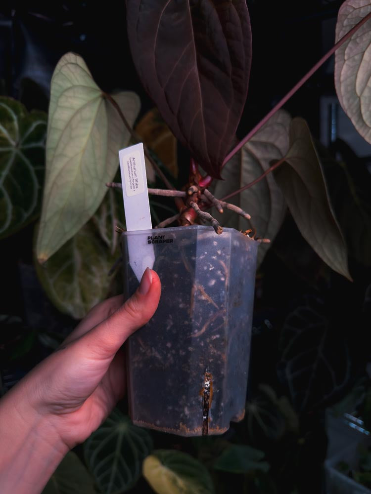 Seedling Anthurium Rhéa