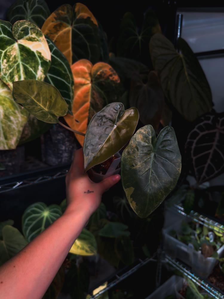 Alocasia wentii sunset