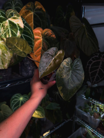 Alocasia wentii sunset