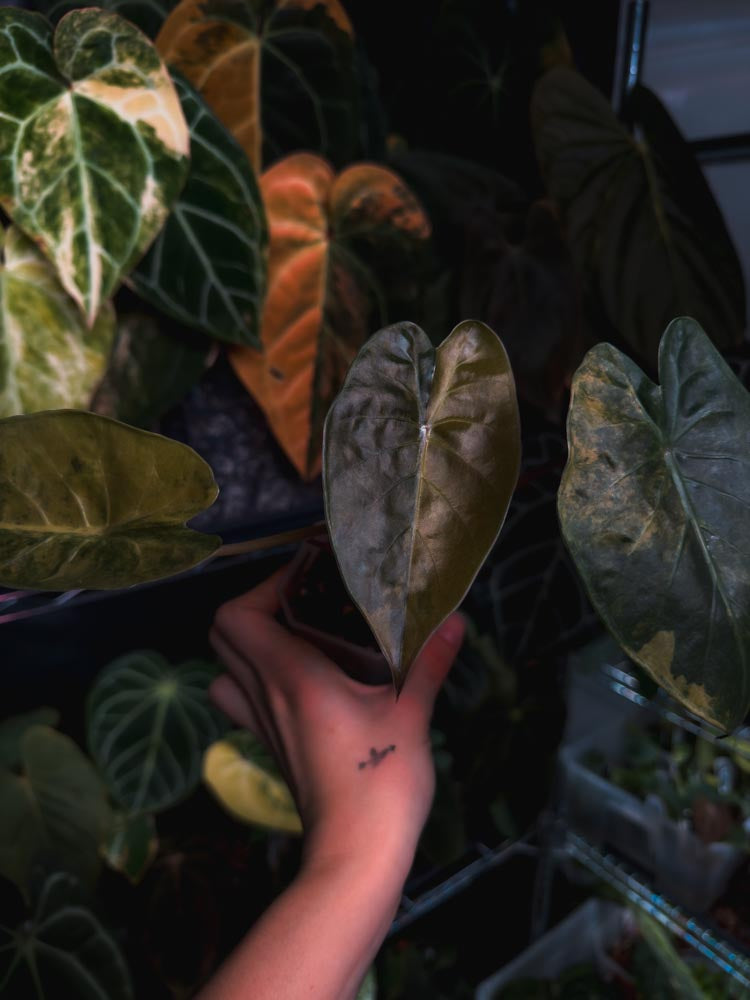 Alocasia wentii sunset