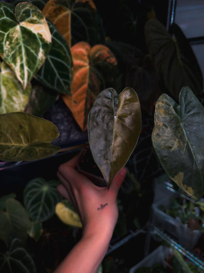 Alocasia wentii sunset
