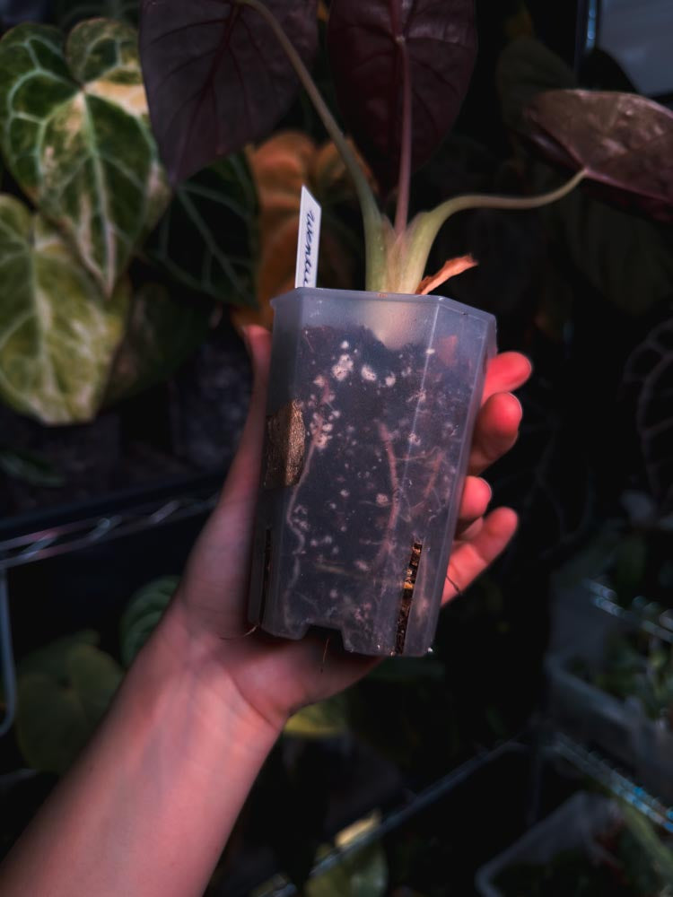 Alocasia wentii sunset