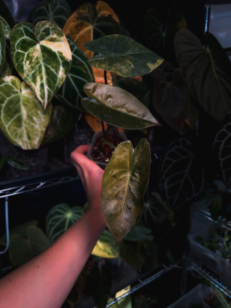 Alocasia wentii sunset