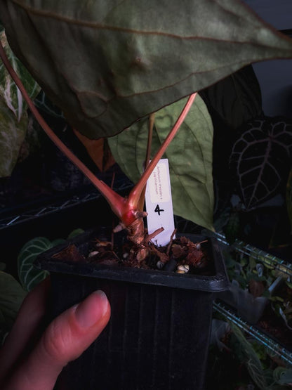 Anthurium dressleri x papillilaminum