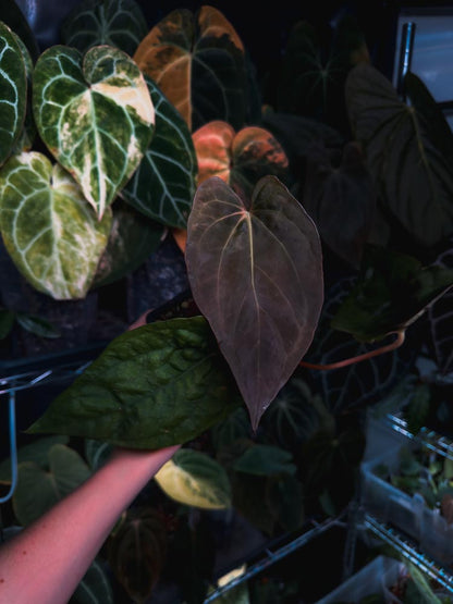Anthurium dressleri x papillilaminum