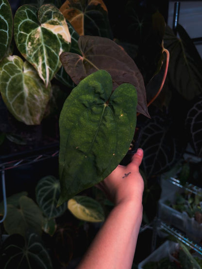 Anthurium dressleri x papillilaminum