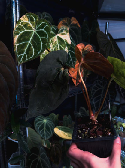 Anthurium dressleri x papillilaminum