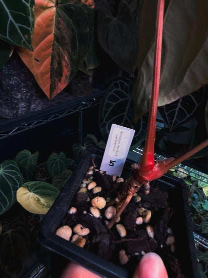 Anthurium dressleri x papillilaminum