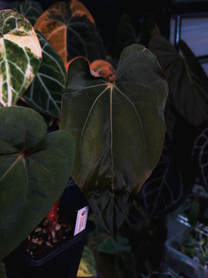 Anthurium dressleri x papillilaminum