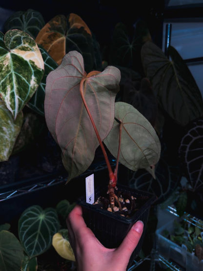 Anthurium dressleri x papillilaminum