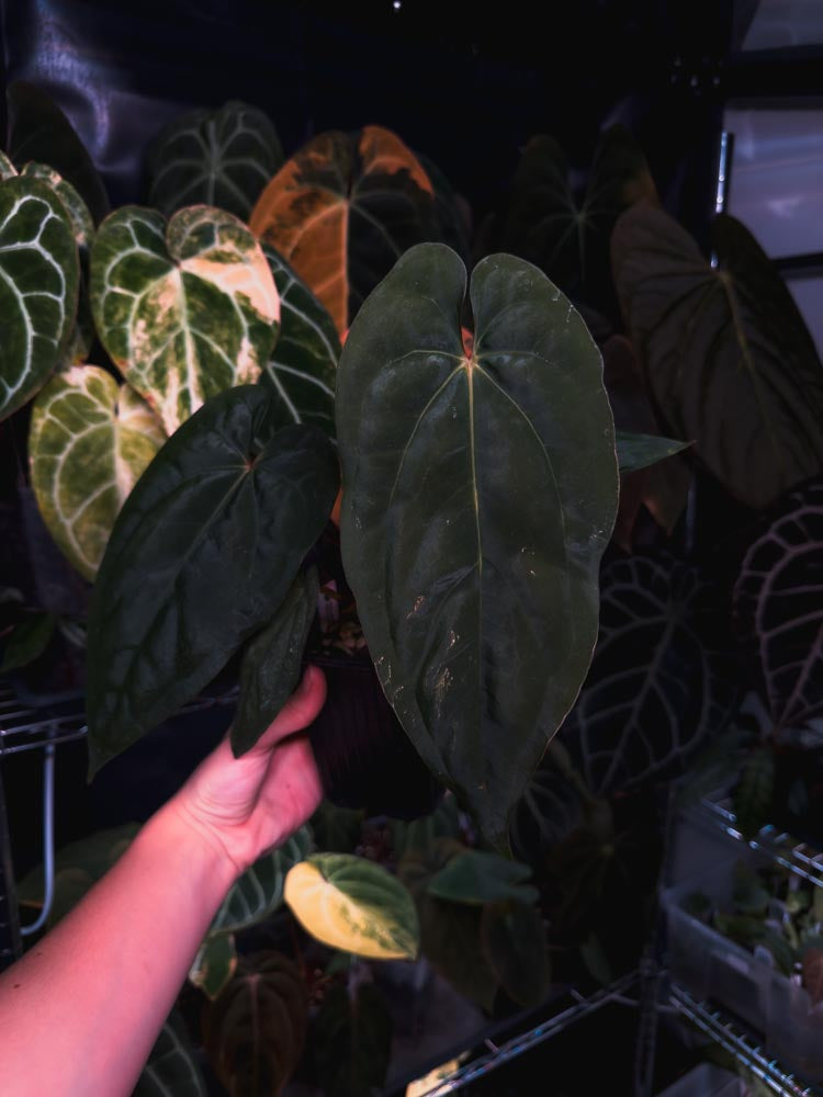 Anthurium dressleri x papillilaminum