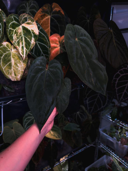 Anthurium dressleri x papillilaminum