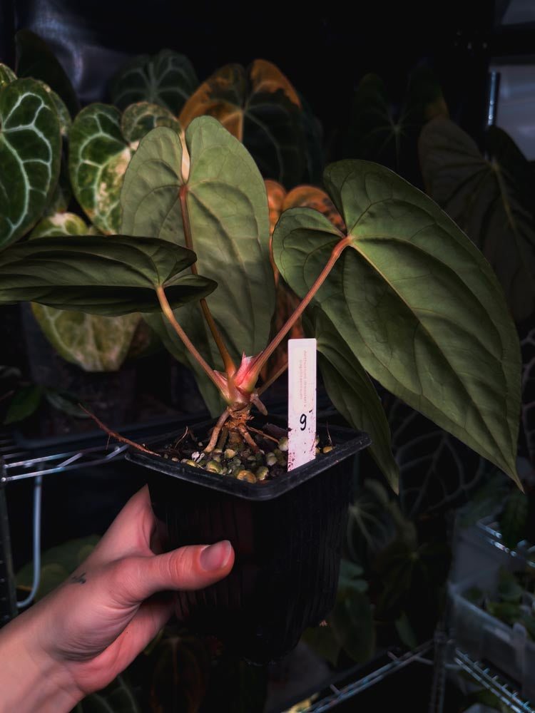 Anthurium dressleri x papillilaminum