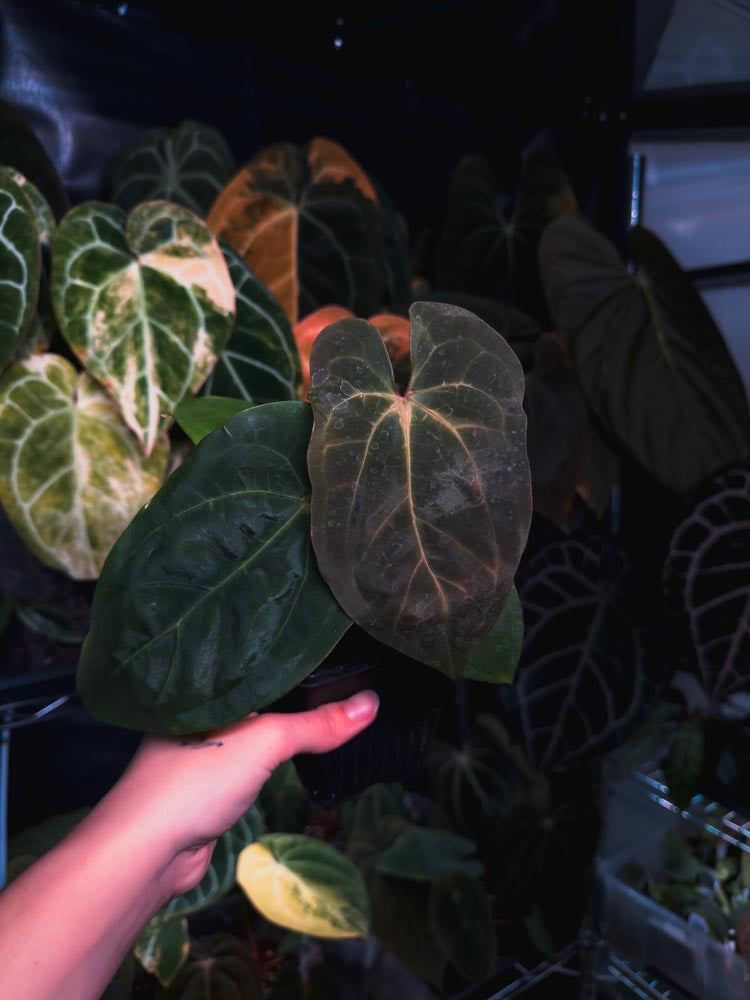 Anthurium dressleri x papillilaminum