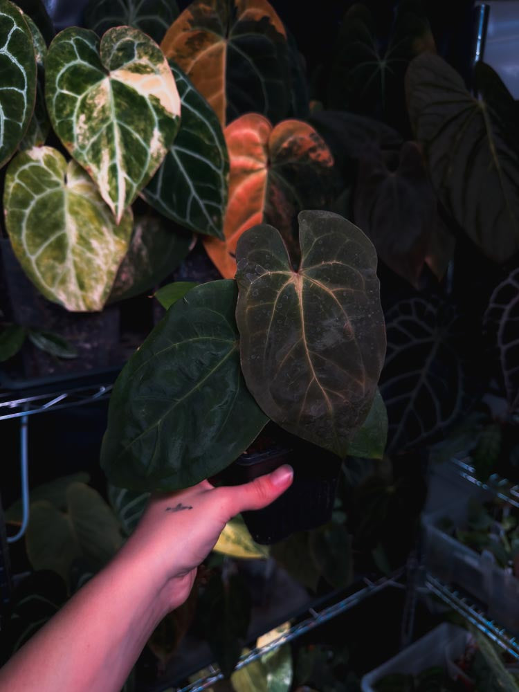 Anthurium dressleri x papillilaminum