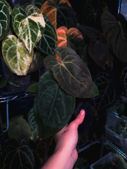 Anthurium dressleri x papillilaminum