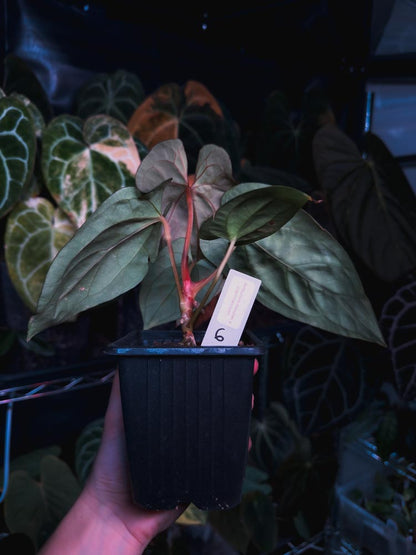 Anthurium dressleri x papillilaminum