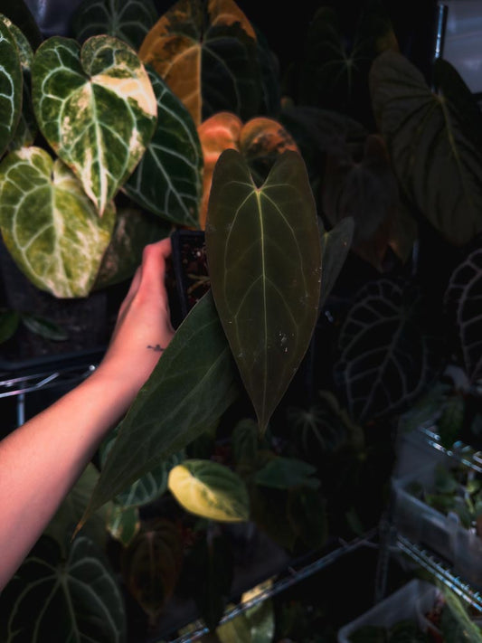 Anthurium Papillilaminum 'Crocodile' (Anthurium Papillilaminum x Papillilaminum hybride)