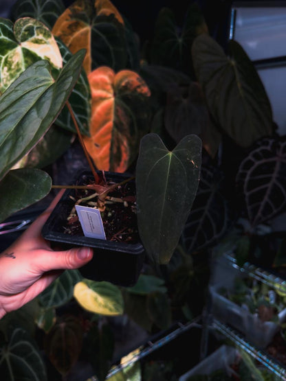 Anthurium Papillilaminum 'Crocodile' (Anthurium Papillilaminum x Papillilaminum hybride)