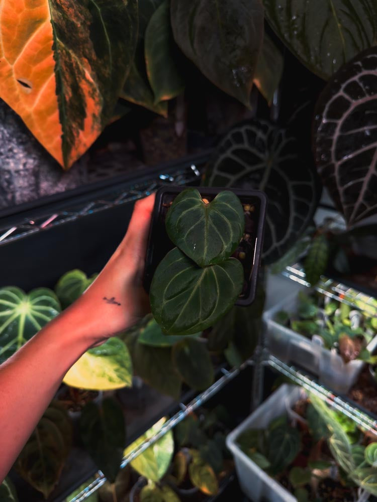 Anthurium King of Spades (KOS ou HU)