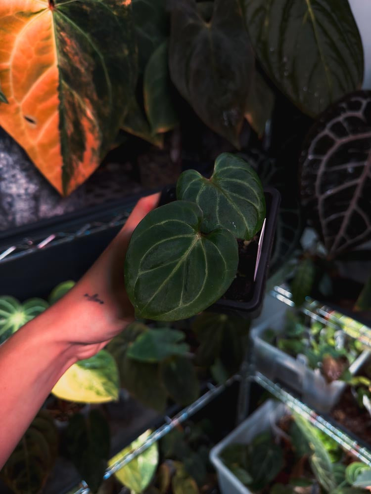 Anthurium King of Spades (KOS ou HU)
