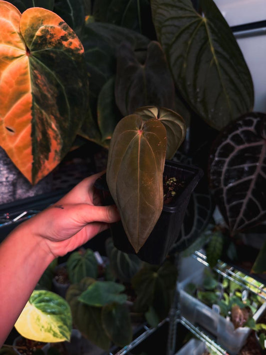 Anthurium Antalokii / BVEP S3 x OG1 - Scott Cohen