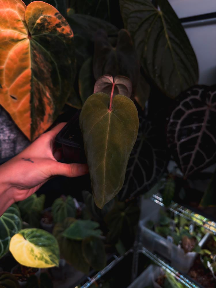 Anthurium Antalokii / BVEP S3 x OG1 - Scott Cohen