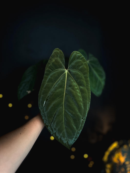 Anthurium Mahameru