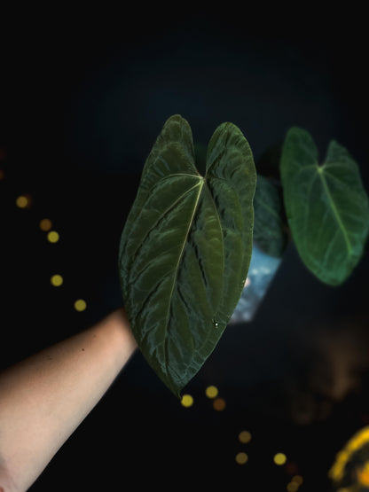 Anthurium Mahameru