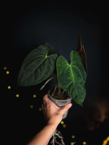 Anthurium Mahameru