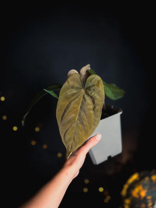 Anthurium dressleri x papillilaminum