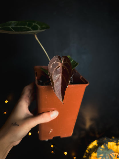 Anthurium Red Crystallinum