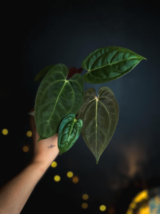 Anthurium Black Venom x RVDP