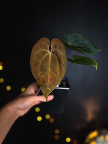 Anthurium Black Venom x RVDP